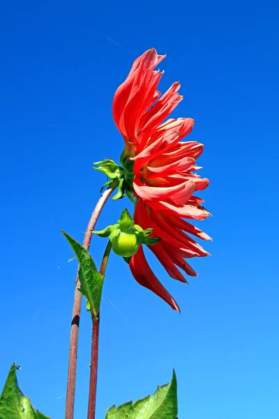 Red dahlia on blue background — Stock Photo, Image