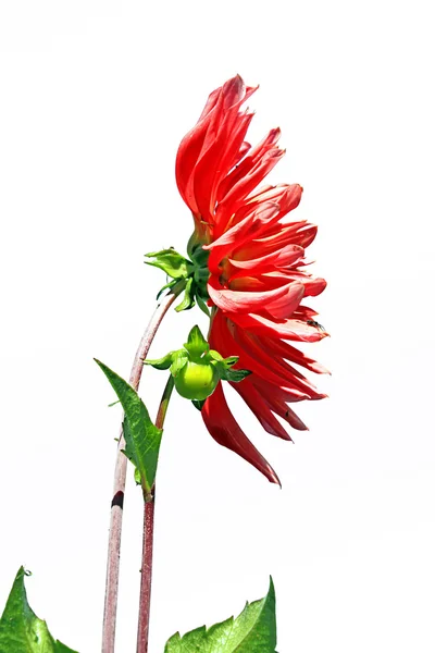 Dahlia rouge sur fond blanc — Photo