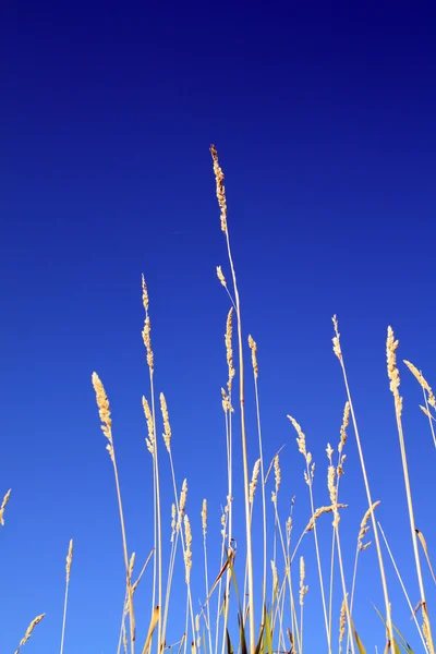 Hierba de campo sobre fondo celeste —  Fotos de Stock