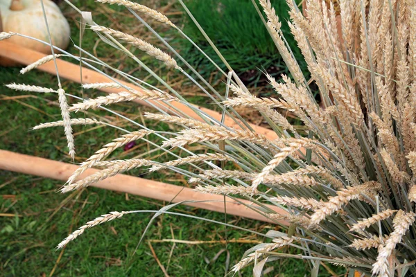 Raw Wheat — Zdjęcie stockowe