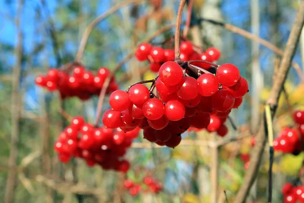 Red berries of the viburnum on branch — Stock Photo, Image