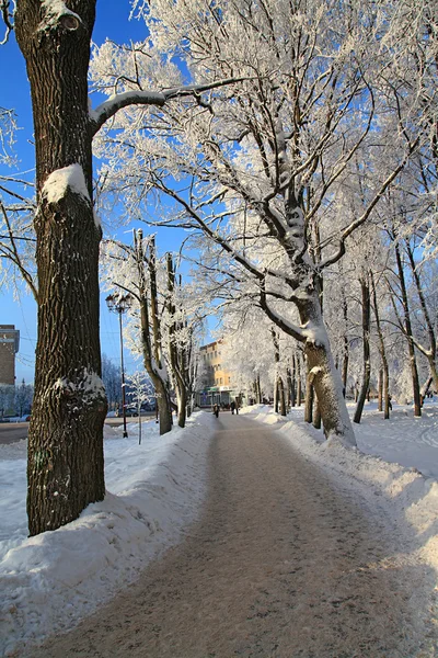 Снежное дерево в городском парке — стоковое фото