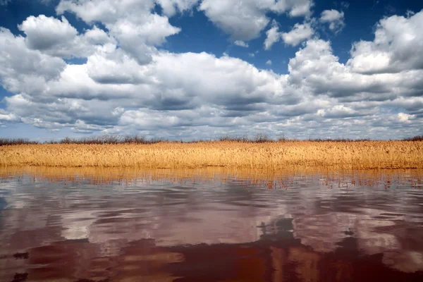 Dry reed on deep lake — Stock Photo, Image