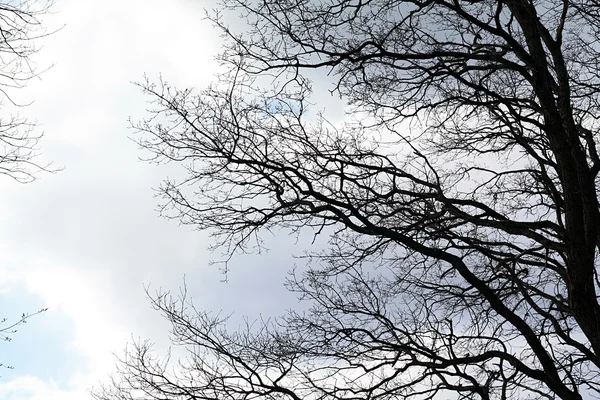 बादल पृष्ठभूमि पर पेड़ सिल्हूट — स्टॉक फ़ोटो, इमेज