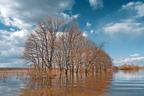 Весняний потоп у дубовому лісі — стокове фото