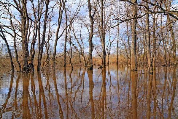 Spring flood in oak wood — Stock Photo, Image