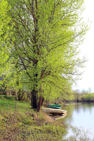 Старіння човна біля великого дерева — стокове фото