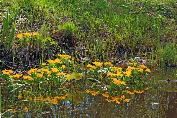 在深沼泽中黄色 flowerses — 图库照片