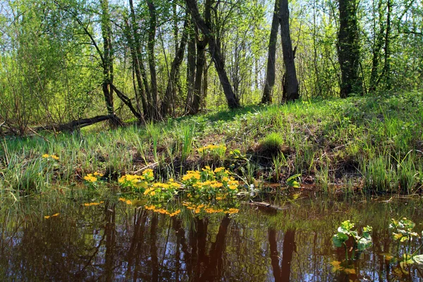 深い沼地で黄色の flowerses — ストック写真