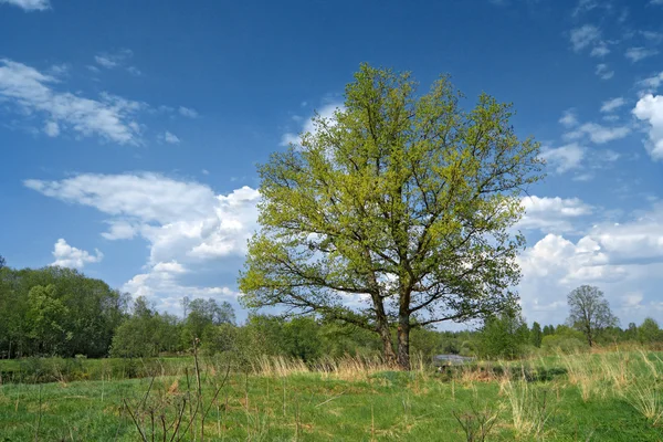 Stock image Big oak on green summer field