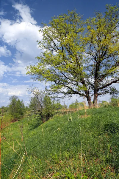 Grote eiken op groene zomer veld — Stockfoto