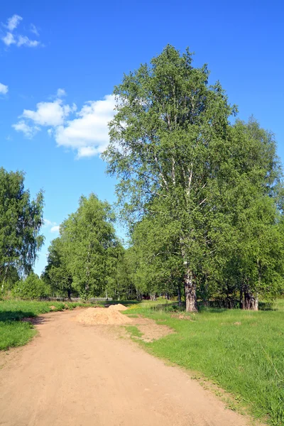 Wiejskiej drodze wśród zielonych drzew — Zdjęcie stockowe