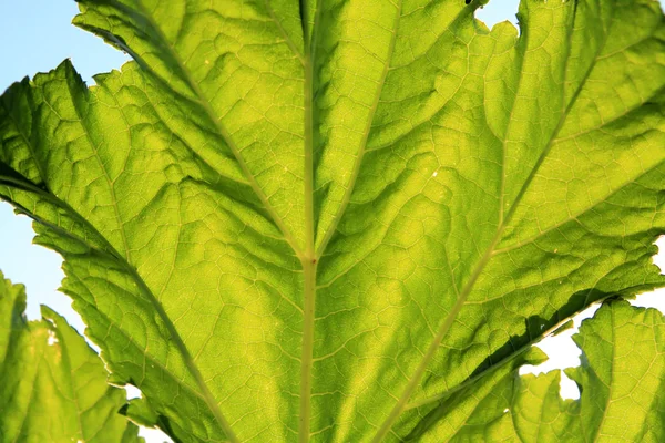 Gröna blad på blå bakgrund — Stockfoto