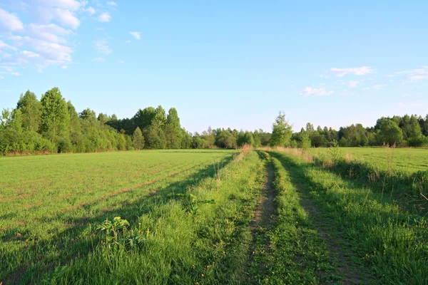 Сельская дорога возле зеленого поля — стоковое фото