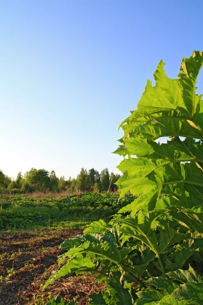 Gröna blad jättelokan på Himmelska bakgrund — Stockfoto