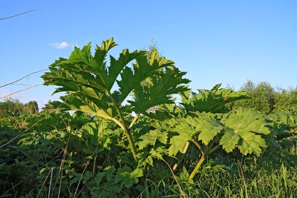 Göksel zemin üzerine yeşil yaprak hogweed — Stok fotoğraf