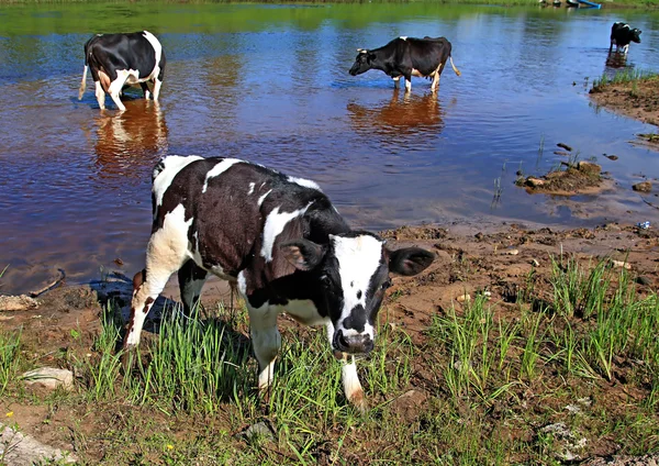 上河沿岸的小小牛 — 图库照片