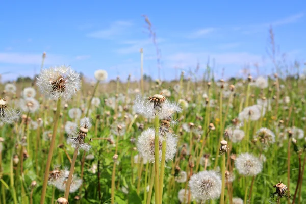 White dandelions on green field — Stock Photo, Image