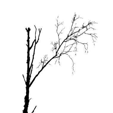 ağaç siluet vektör çizim beyaz zemin üzerinde