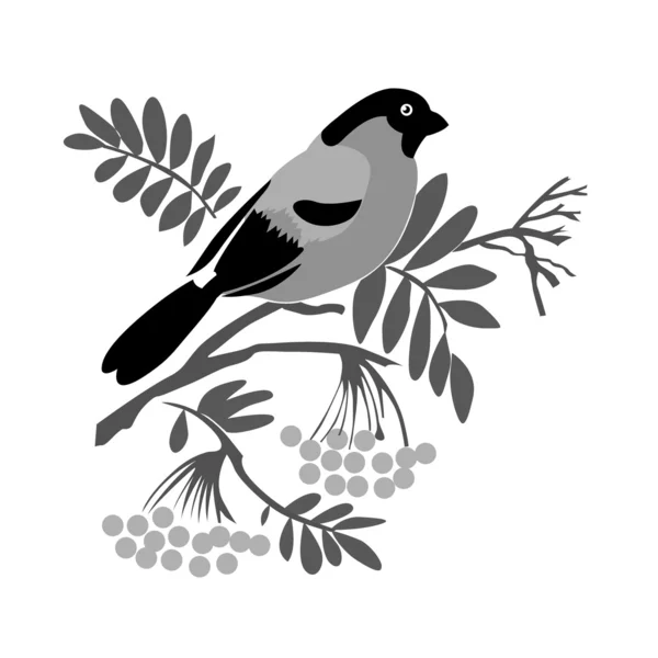 Bullfinch silhouette on rowanberry branch, vector illustration — Stock Vector