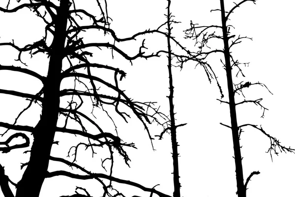 Träd silhouette på vit bakgrund, vektor illustration — Stock vektor