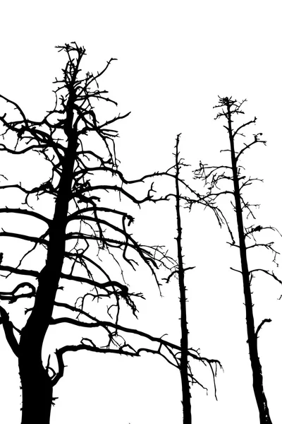 Sylwetka drzewa na białym tle, ilustracji wektorowych — Wektor stockowy