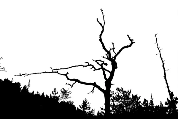 Baumsilhouette auf weißem Hintergrund, Vektorillustration — Stockvektor