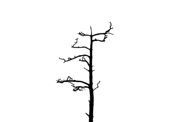 Silueta de árbol sobre fondo blanco, ilustración vectorial — Vector de stock