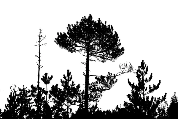 Silhouette d'arbre sur fond blanc, illustration vectorielle — Image vectorielle
