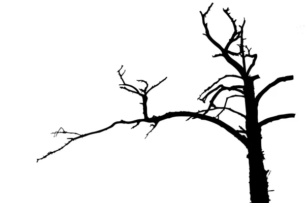 Ağaç siluet vektör çizim beyaz zemin üzerinde — Stok Vektör