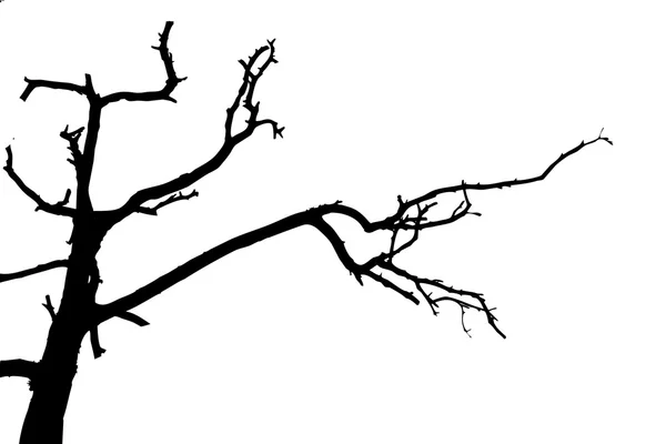 Silueta de árbol sobre fondo blanco, ilustración vectorial — Archivo Imágenes Vectoriales