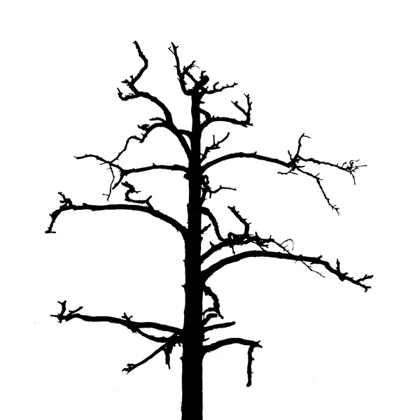 Tree silhouette on white background, vector illustration — Stock Vector