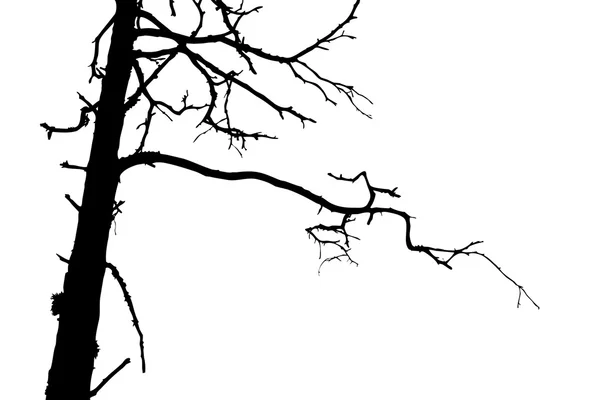 Silhueta de árvore em fundo branco, ilustração vetorial —  Vetores de Stock