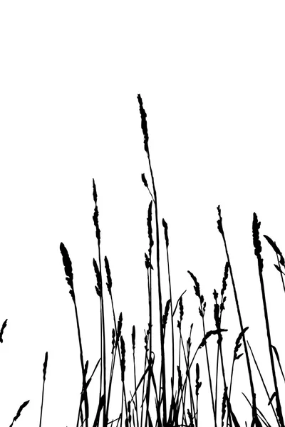 白色背景，矢量图上的药草剪影 — 图库矢量图片