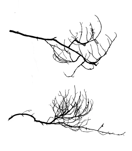 Silhueta de árvore em fundo branco, ilustração vetorial —  Vetores de Stock