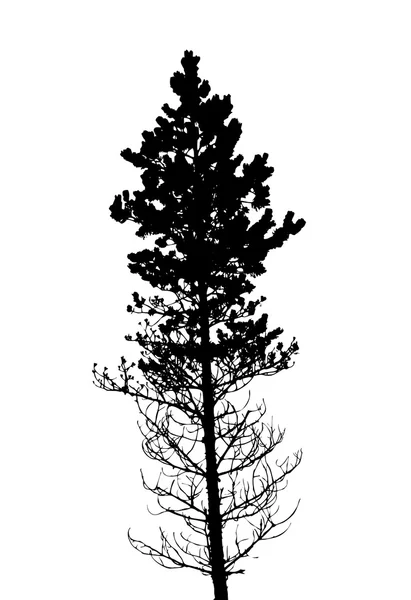 Silhueta de árvore em fundo branco, ilustração vetorial — Vetor de Stock