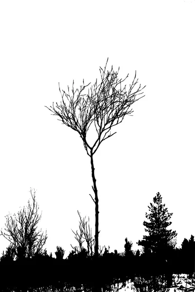 Silhouette d'arbre sur fond blanc, illustration vectorielle — Image vectorielle