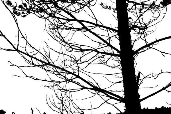 Silhouette dell'albero su sfondo bianco, illustrazione vettoriale — Vettoriale Stock