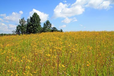 sonbahar alan üzerinde sarı flowerses