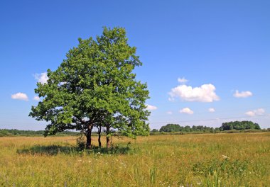 Green oak on yellow field clipart