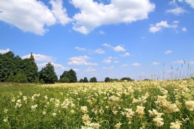 White flowerses on summer field clipart