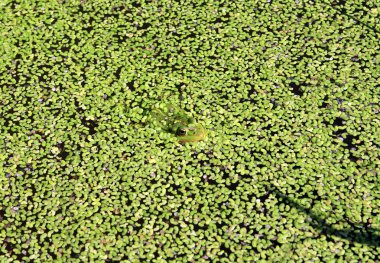 Kurbağa bataklık duckweed arasında