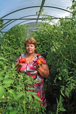 Woman agronomist in plastic hothouse amongst tomato clipart