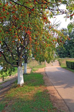 Kırmızı rowanberry sonbahar Şehir Parkı