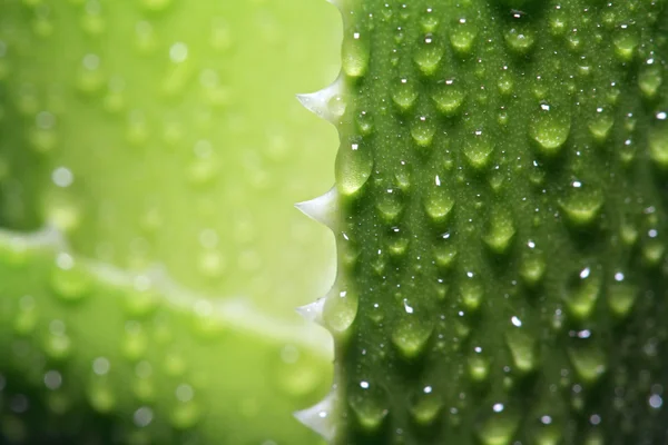 Tropfte Wasser auf Aloe-Blatt — Stockfoto