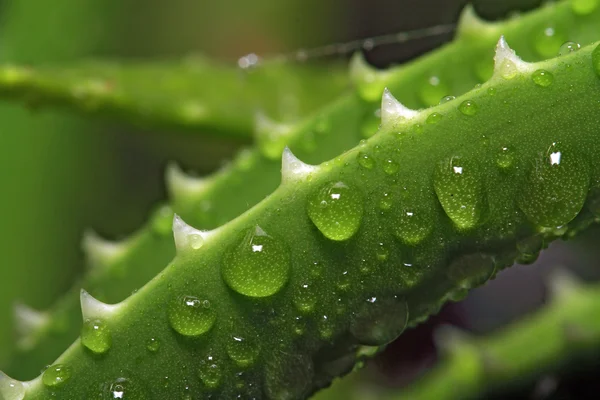 Agua goteada en aloe hoja — Foto de Stock