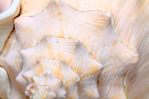 Seashell — Stock Photo, Image