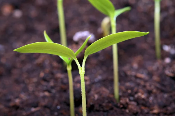 Germoglio verde della pianta su terreno marrone — Foto Stock
