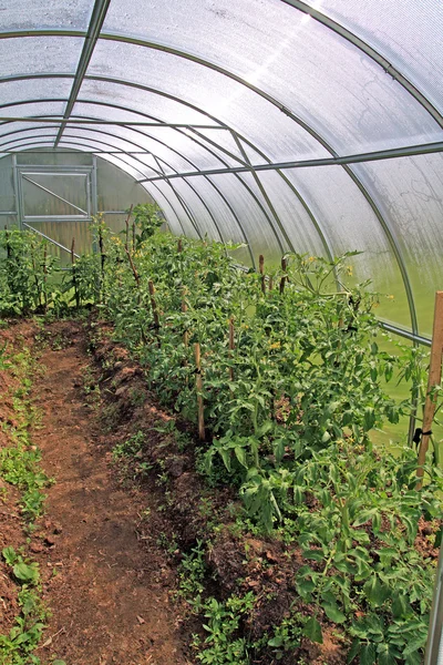 Unga tomater i plast växthus — Stockfoto