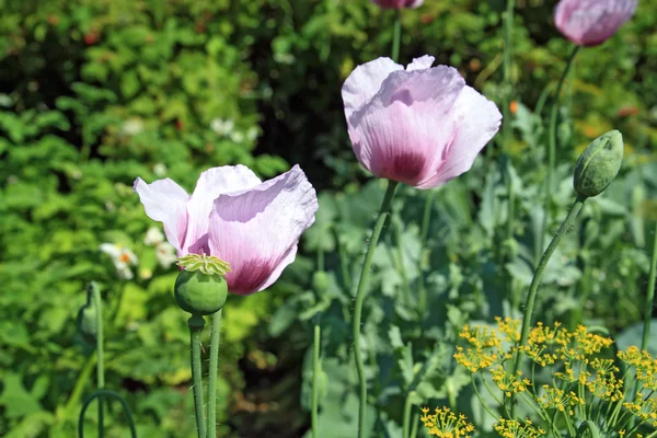 Sebze arka plan üzerinde haşhaş çiçeği — Stok fotoğraf